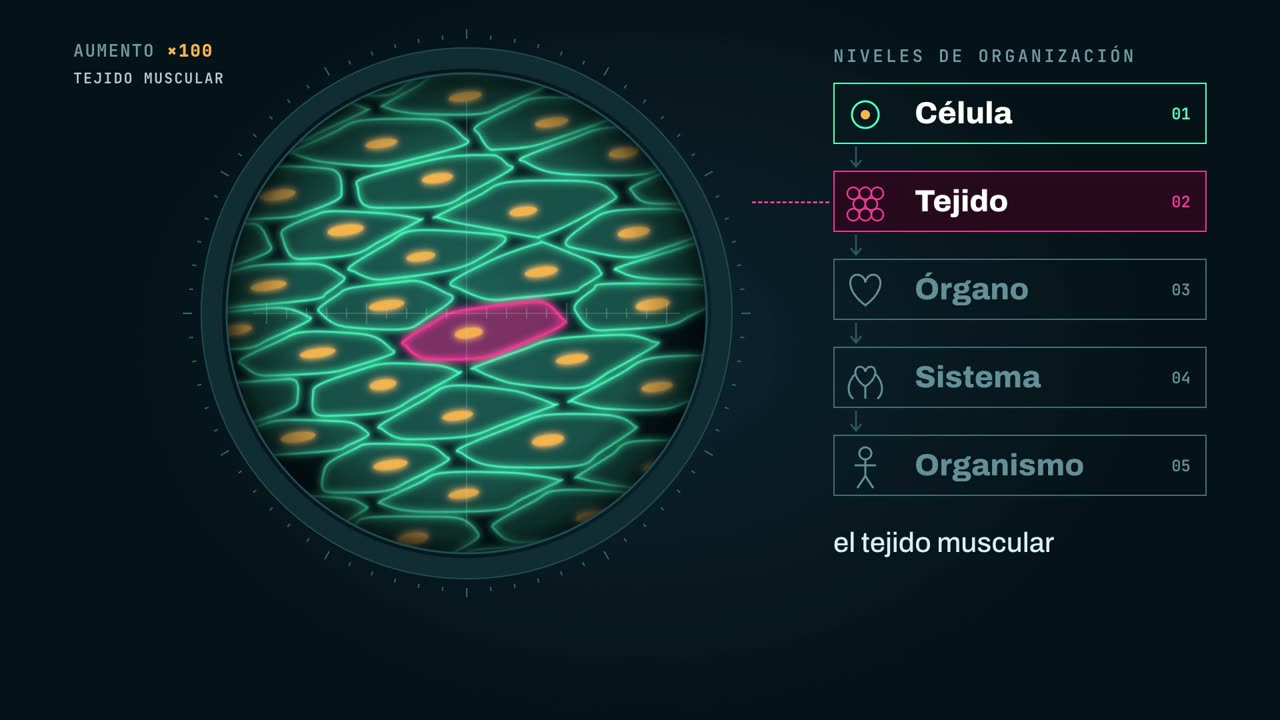 Tejido muscular visto al microscopio, junto a los niveles de organización: célula, tejido, órgano, sistema y organismo.